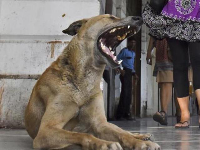 dog killer 2